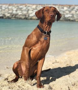 There are also food restrictions. The vizsla diet should not include the following foods:  legum ...