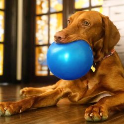 Of course, you can always buy a puppy from private breeders, but then no one will give you a com ...