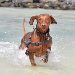 These dogs shed constantly, but to a greater extent in the winter-spring period. During these mo ...