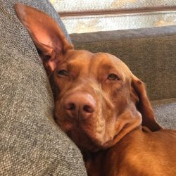 Before moving on to choosing a puppy, you should take care of finding specialized kennels.