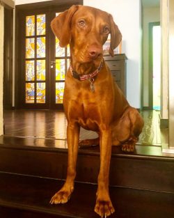 These dogs do not need to take scheduled baths. You can wash them as needed with a specialized s ...