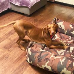 The Hungarian Vizsla, or Hungarian Pointing Dog, is a hunting breed popular not only for its exc ...