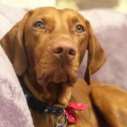 One of the characteristic features of this breed is that the vizsla is constantly next to the ow ...
