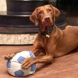 Sociable and loving vizslas will feel better in a house where someone is constantly present.
