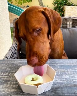 Long periods of loneliness can negatively affect your dog’s behavior.