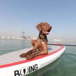 Vyzhla is a very talkative breed. Its representatives whine, howl and make various sounds to let ...