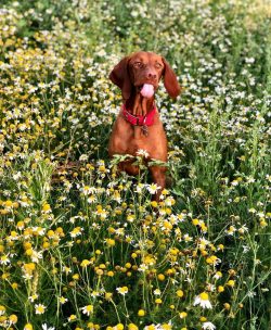 The behavior of the dog from early childhood must be controlled, otherwise it will become very n ...