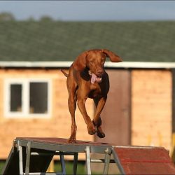 You should start training your pet as early as possible, which, however, will not be difficult i ...