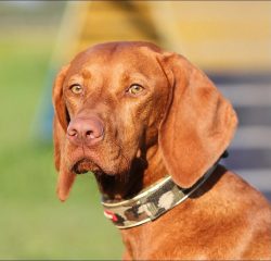 The Vyzhla is one of the smartest dog breeds out there and if you want to compete in a variety o ...