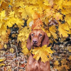 Hungarian Vizsla are very hardworking dogs. It doesn’t matter what kind of work you load y ...