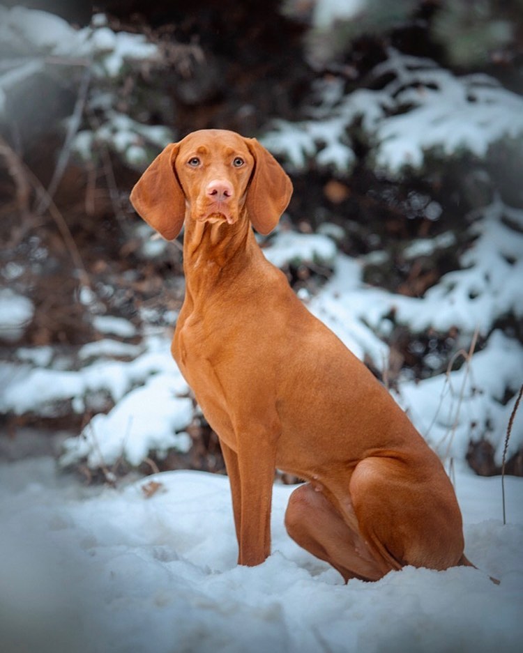 Vizsla sheds not very much, so caring for them is simple: it is enough to comb the hair and brus ...