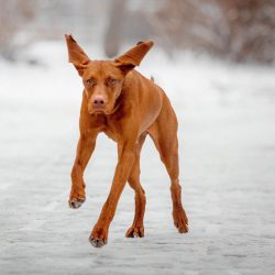 Light dirt can be removed from the coat with a damp cloth. Since Hungarian Pointing Dogs do not  ...