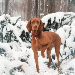 Short-haired cops are considered universal pets: not only loyal friends grow from them, but also ...
