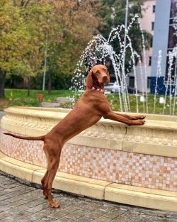 It is important to remember that Hungarian Pointing Dogs cannot live outdoors, as their short co ...