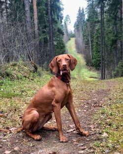 Vizhly are very active, therefore they need long and active walks.
 