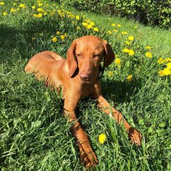 When purchasing a puppy, it is important to ask the breeder if the dog’s parents are suffe ...