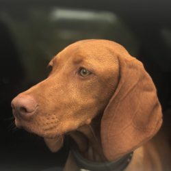 Vizsla’s health is good, however, like most breeds, these dogs are prone to some genetic d ...