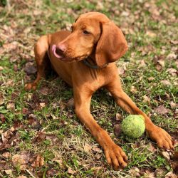 Best of all, dogs of this breed are suitable for school-age children who can actively spend time ...