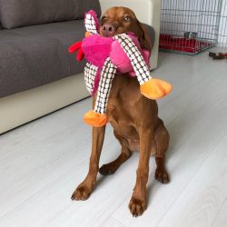 They can easily find a common language with dogs and cats, especially if they grew up with them.