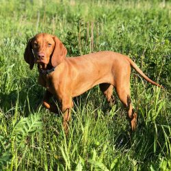 These dogs love to be the center of attention of the whole family, but they tend to highlight th ...