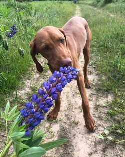 Representatives of the breed do not cope well with the role of a guard: dogs are non-aggressive  ...