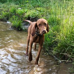 Pointers need an active owner who is able to allocate about 3-4 hours for a walk with a pet.
 