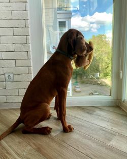 Dogs can be trained with the right approach to learning commands and the timely intervention of  ...