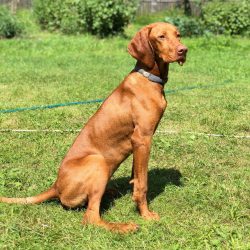 The Hungarian Vizsla is one of the few hunting breeds that even a novice dog breeder can cope with.