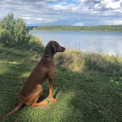 The Hungarian vizsla evokes a feeling of nostalgia for those times when the aristocratic society ...
