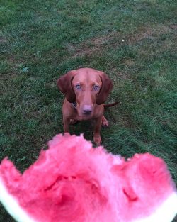 A neat yet muscular physique, smooth amber hair and a meaningful look – these dogs look li ...