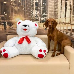The name of the breed comes from the Hungarian word vizsgál, which means “to analyze, sear ...
