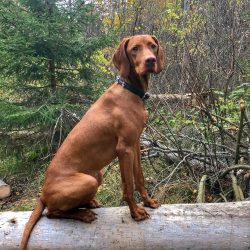 The Hungarian Vizsla is a breed that requires unconditional love, patience, and constant attenti ...