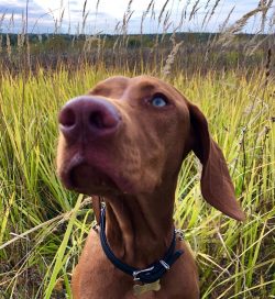 A locked room is an unreliable obstacle: the dog is more likely to curl up in a ball and wait fo ...