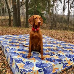 Hungarian vizslas sincerely enjoy communicating with family members, but they see only one perso ...