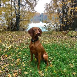 Balanced dogs can be cultivated as excellent companions not only for hunting, but also for every ...