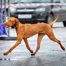 The Hungarian Pointing Dog is one of the few hunting breeds that are suitable for novice dog bre ...