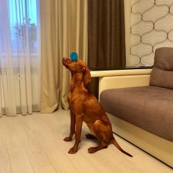 If you are away from home for a long time, you should think about other dogs who are not so hard ...
