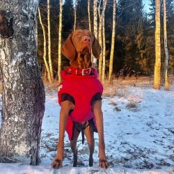 The developed intelligence of Vizsla literally “obliges” animals to resort to daily  ...