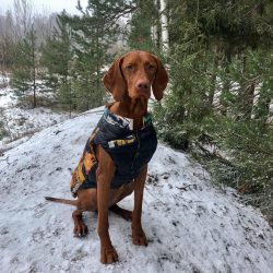 Hungarian vizsla will not approve of walking just for peeing. The lack of attention on the part  ...