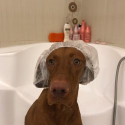 Since Hungarian vizslas are playful in nature, they will make an excellent company for children.