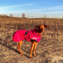 To improve the guarding qualities of the dog, a special training course will help – always ...
