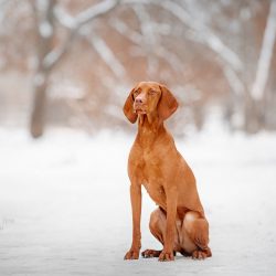 Vizsla are understanding and sensitive pets that can easily cope with the role of “nanny&# ...