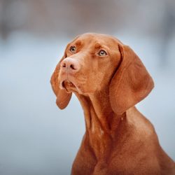 Vizhly are hunting dogs, so they can show aggression towards potential prey. For the same reason ...
