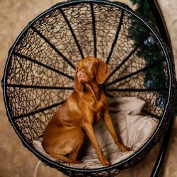 From puppyhood, it is necessary to teach a pet to calmly react to new sounds, smells and, of cou ...