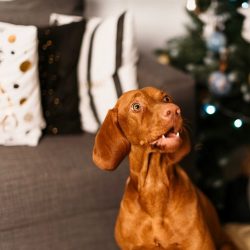 Like most breeds, Hungarian Vizslas need early socialization.