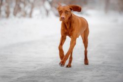 No matter how far the cop runs in search of prey, it will never lose sight of the owner.