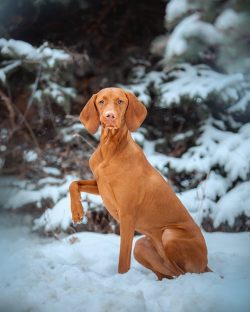 The lively temperament of the Hungarian vizsl is noticeable on a walk, and especially outside th ...