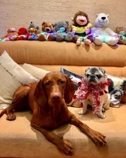 It is important to pay attention to the relationships in your “pack”. The first thin ...