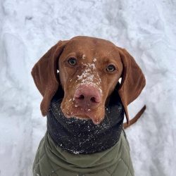 From three months, the intervention of an experienced trainer is necessary. He will test the pup ...