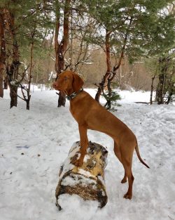 The owner of a Hungarian vizsla must show patience and perseverance.
 